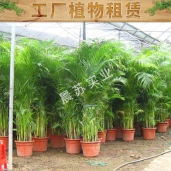 重庆城市绿化养护工程施工队 重庆城市绿化养护设计规划电话